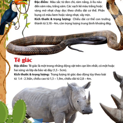 Khám Phá Thế Giới Động Vật 5 Châu - Châu Phi