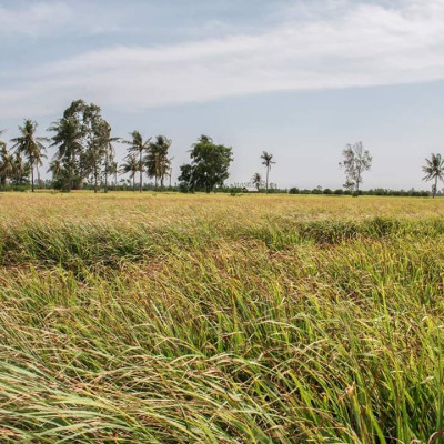 Tinh dầu Sả Chanh nguyên chất Mộc Mây - Xuất khẩu Châu Âu, xông phòng, khử mùi, thơm phòng, đuổi muỗi, thư giản