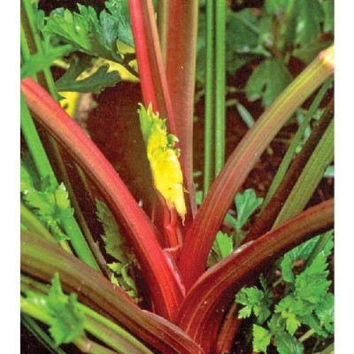 Hạt giống rau cần tây đỏ CT328 - Gói 0.5gram