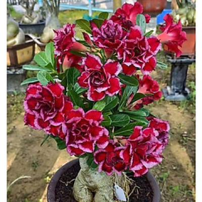 Hạt giống hoa sứ kép Thái Lan - Bịch 10 hạt – Mã số 1969