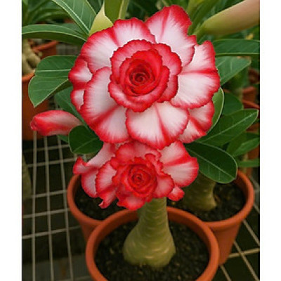 Hạt giống hoa sứ kép Thái Lan - Bịch 10 hạt – Mã số 1970