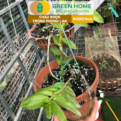 Chậu Trồng Lan Greenhome, R15xC10cm, Nhựa Màu Gốm, Bền, Đẹp, Chống Rơi Vỡ, Thoáng Rễ, Giá Thành Tốt