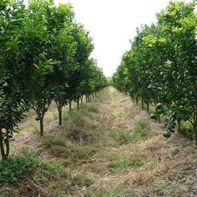 Tinh dầu Cam ngọt 100ml Mộc Mây - tinh dầu thiên nhiên nguyên chất 100% - chất lượng và mùi hương vượt trội