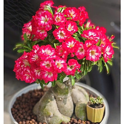 Hạt giống hoa sứ kép Thái Lan - Bịch 10 hạt – Mã số 1980