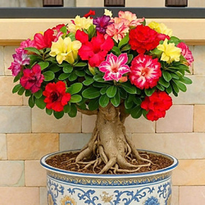 Hạt giống hoa sứ kép Thái Lan 7 màu - Bịch 10 hạt – Mã số 1997