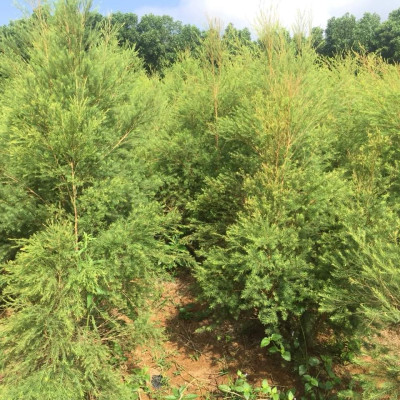 Tinh dầu Tràm Trà 10ml Mộc Mây - tinh dầu nguyên chất 100% từ thiên nhiên - chất lượng và mùi hương vượt trội