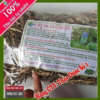 Đuôi chuột cây mạch lạc 01KG