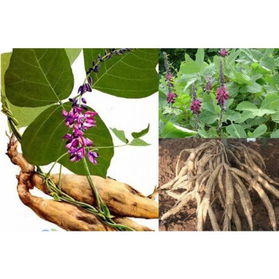 CÂY SẮN DÂY TA CAO SẢN- BẦU CÂY GIỐNG