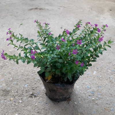  Cây cẩm tú mai nhiều thân nhánh xum xuê phù hợp trồng trang trí  cảnh quan, sân vườn và công viên