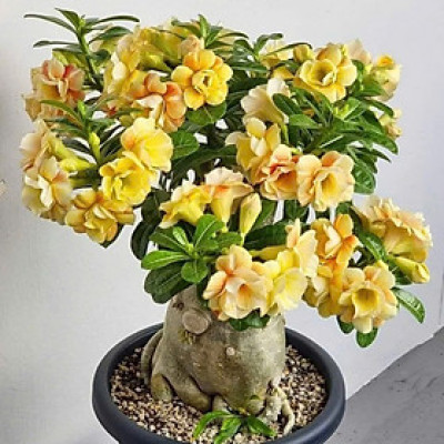 Hạt giống hoa sứ kép Thái Lan - Bịch 10 hạt – Mã số 1943