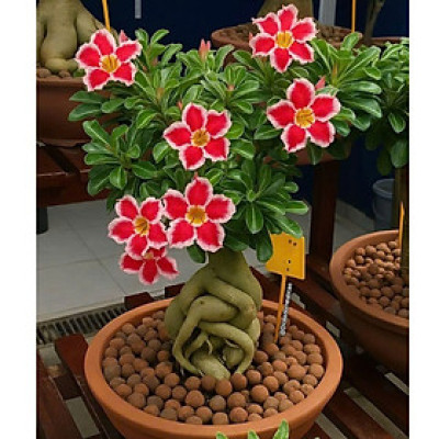 Hạt giống hoa sứ kép Thái Lan - Bịch 10 hạt – Mã số 1965