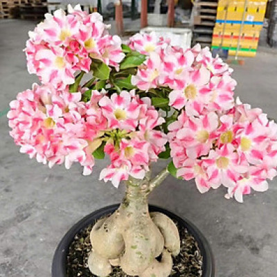 Hạt giống hoa sứ kép Thái Lan - Bịch 10 hạt – Mã số 1953