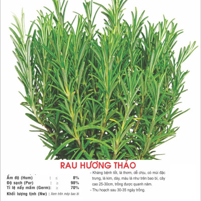 Hạt giống cây Hương Thảo Rosemary - Mê điệt hương VTS191