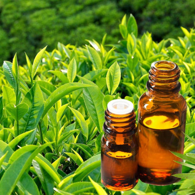 Tinh dầu Trà Xanh nguyên chất từ thiên nhiên, xông phòng, khử mùi, thơm phòng, đuổi muỗi, thư giản - KingOil