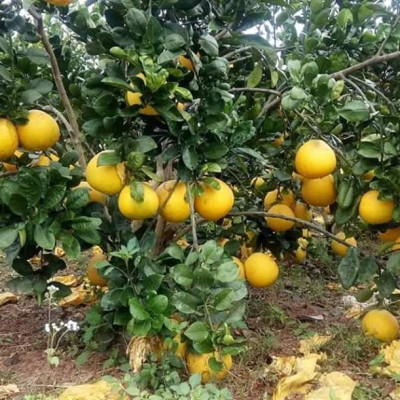 Tinh dầu Bưởi Chùm (bưởi Hồng, bưởi Úc) 10ml Mộc Mây - tinh dầu thiên nhiên nguyên chất 100% - chất lượng và mùi hương vượt trội