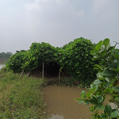 Bột sắn dây Ông Hòa 650gr