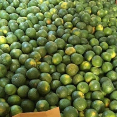 Tinh dầu Cam ngọt 100ml Mộc Mây - tinh dầu thiên nhiên nguyên chất 100% - chất lượng và mùi hương vượt trội