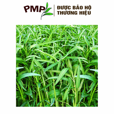 Hạt Giống Rau Muống Lá Tre PMP 10g